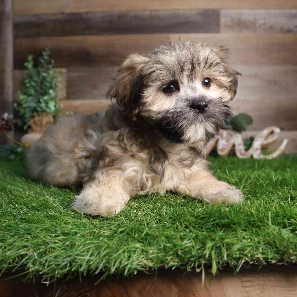 carousel pet images