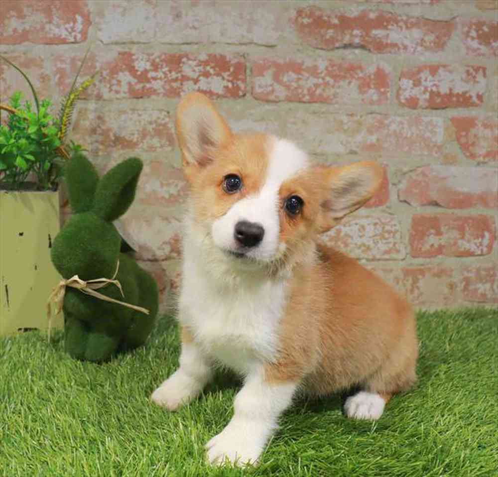 carousel pet images