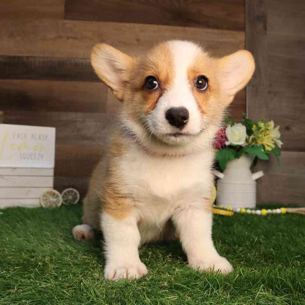 carousel pet images