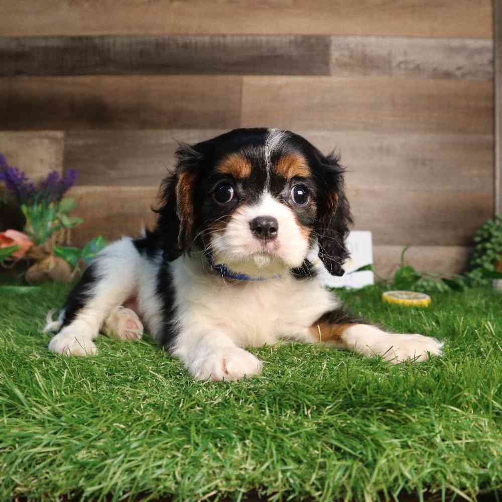 Male Cavalier King Charles Spaniel Puppy for Sale in Blaine, MN