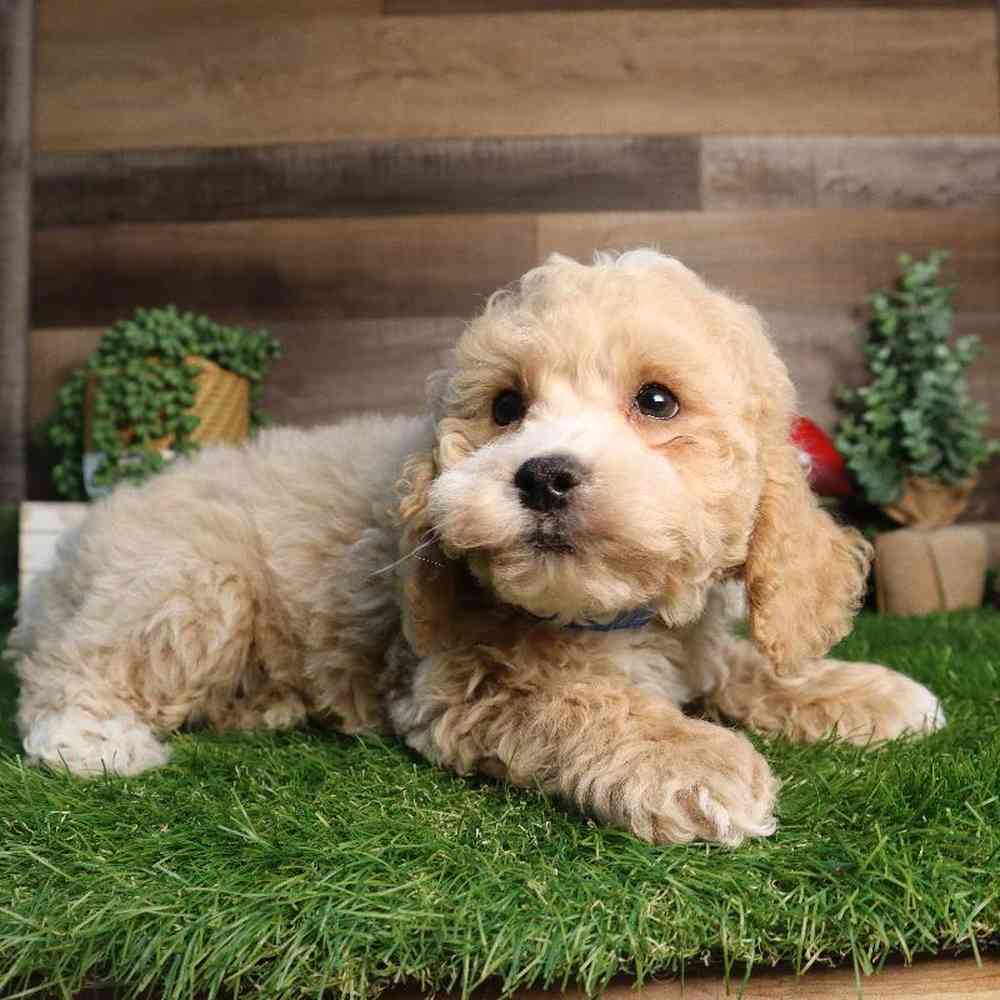 Male Cockapoo Puppy for Sale in Blaine, MN