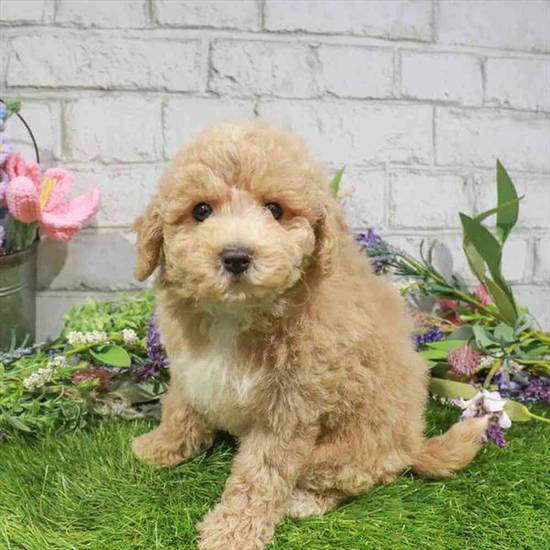Bichon-Poo