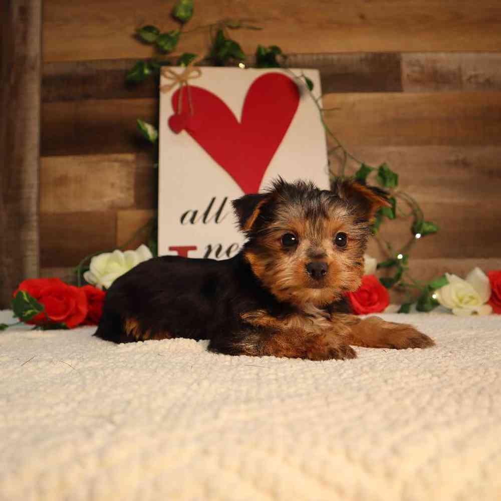 Male Yorkshire Terrier Puppy for Sale in Blaine, MN