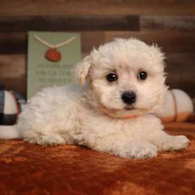 Maltipoo