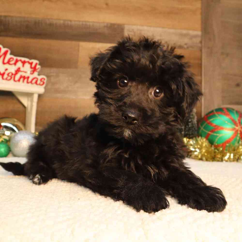 Male Yorkie-Poo Puppy for Sale in Blaine, MN