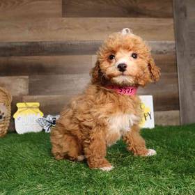 Mini Poodle