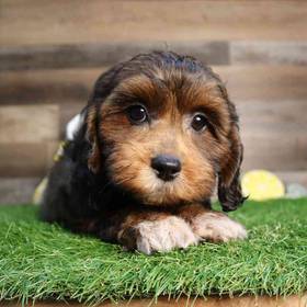 Shipoo