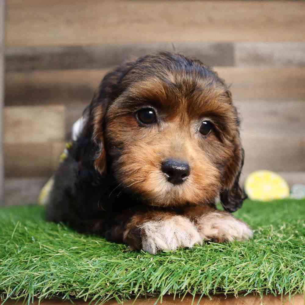 carousel pet images