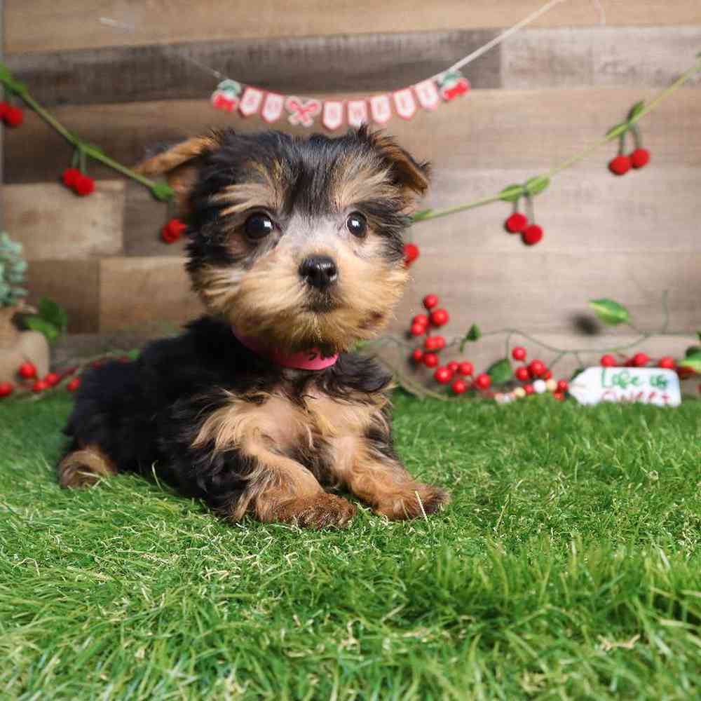 Female Yorkshire Terrier Puppy for Sale in Blaine, MN
