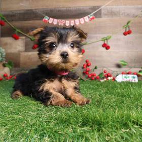 Yorkshire Terrier