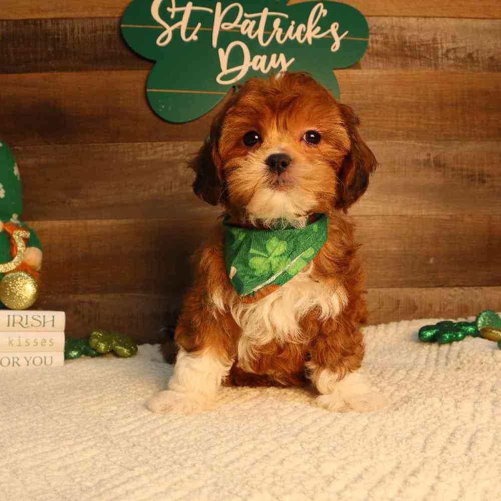 Female Shipoo Puppy for Sale in Blaine, MN