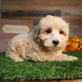 Maltipoo