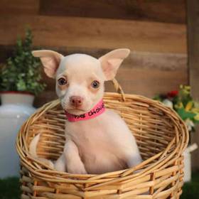 Chihuahua