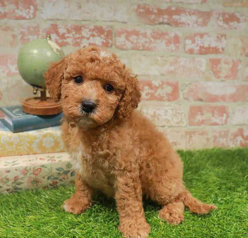 carousel pet images