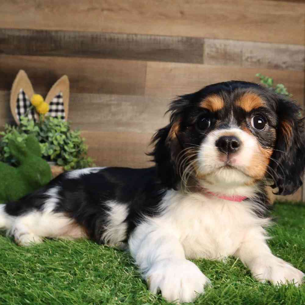 Female Cavalier King Charles Spaniel Puppy for Sale in Blaine, MN