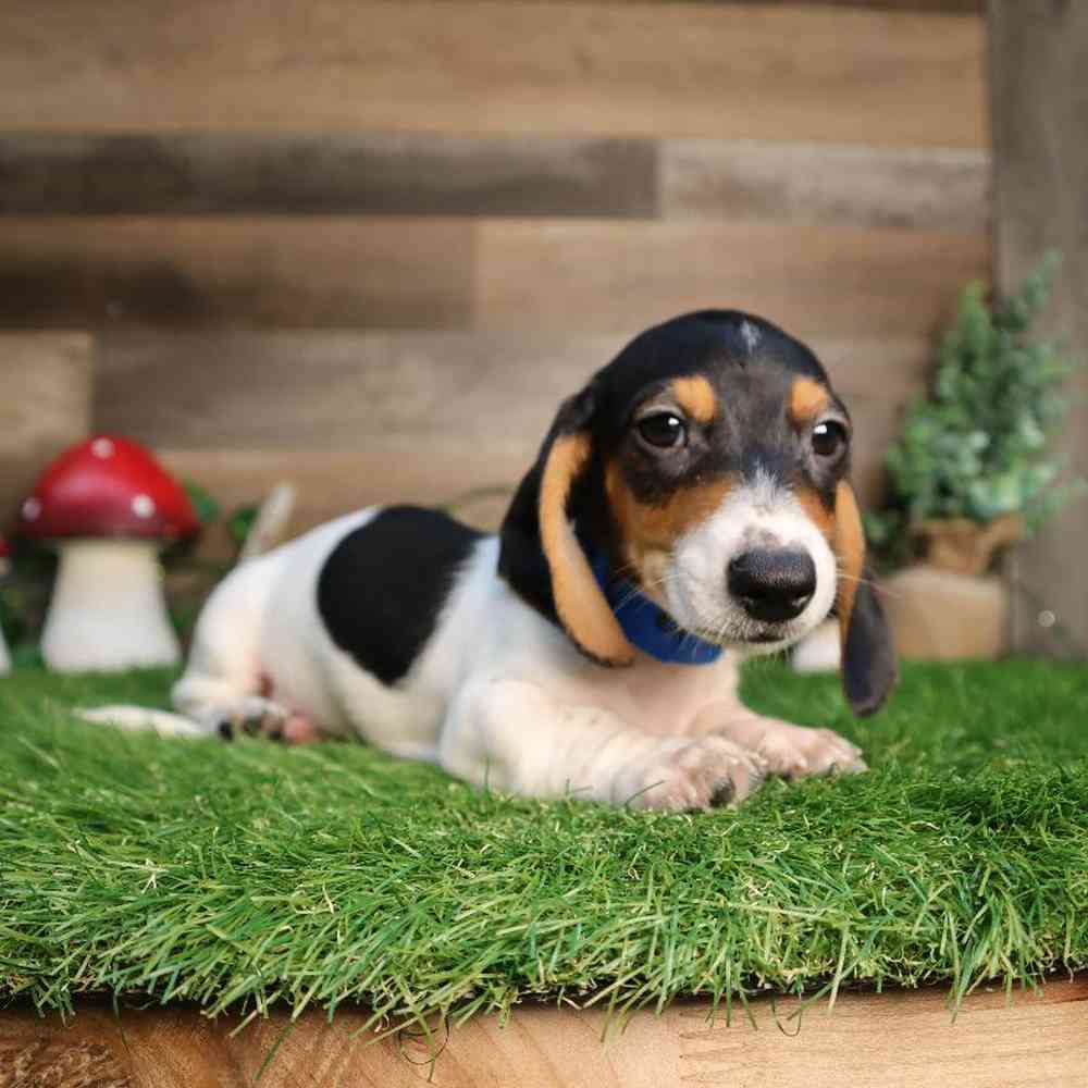 carousel pet images