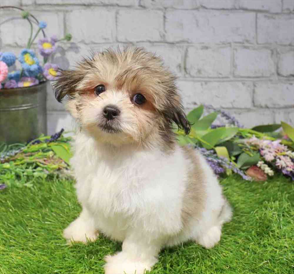 carousel pet images