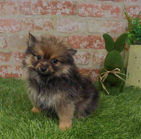 Pomeranian