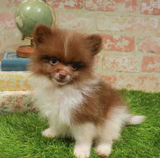 Pomeranian