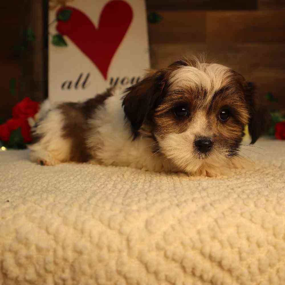 Male Teddy Yorkie Puppy for Sale in Blaine, MN