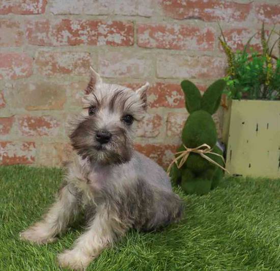 Mini Schnauzer