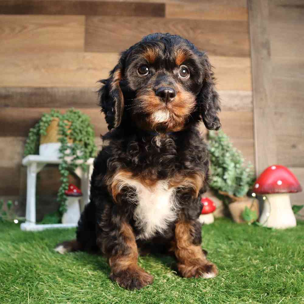 carousel pet images