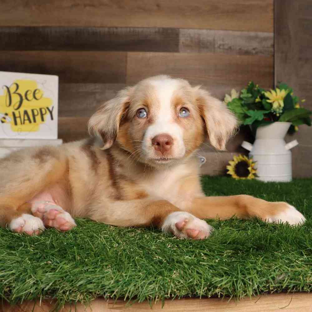 carousel pet images