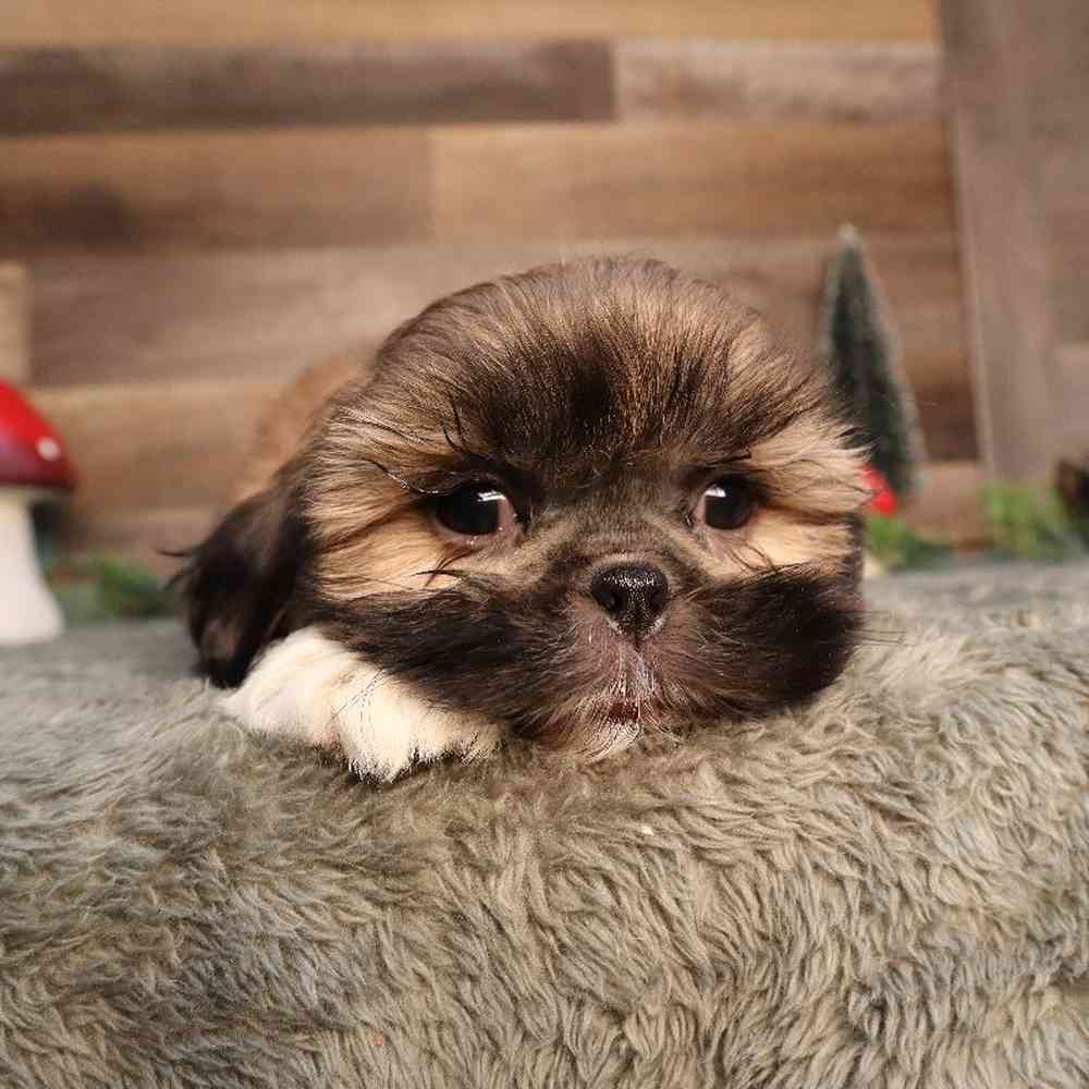 Female Shorkie Puppy for Sale in Blaine, MN