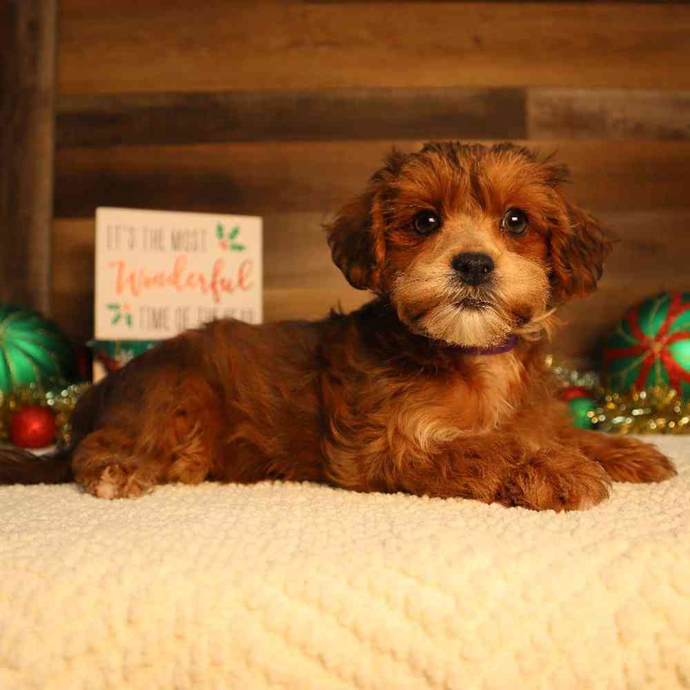 Female Shipoo Puppy for Sale in Blaine, MN