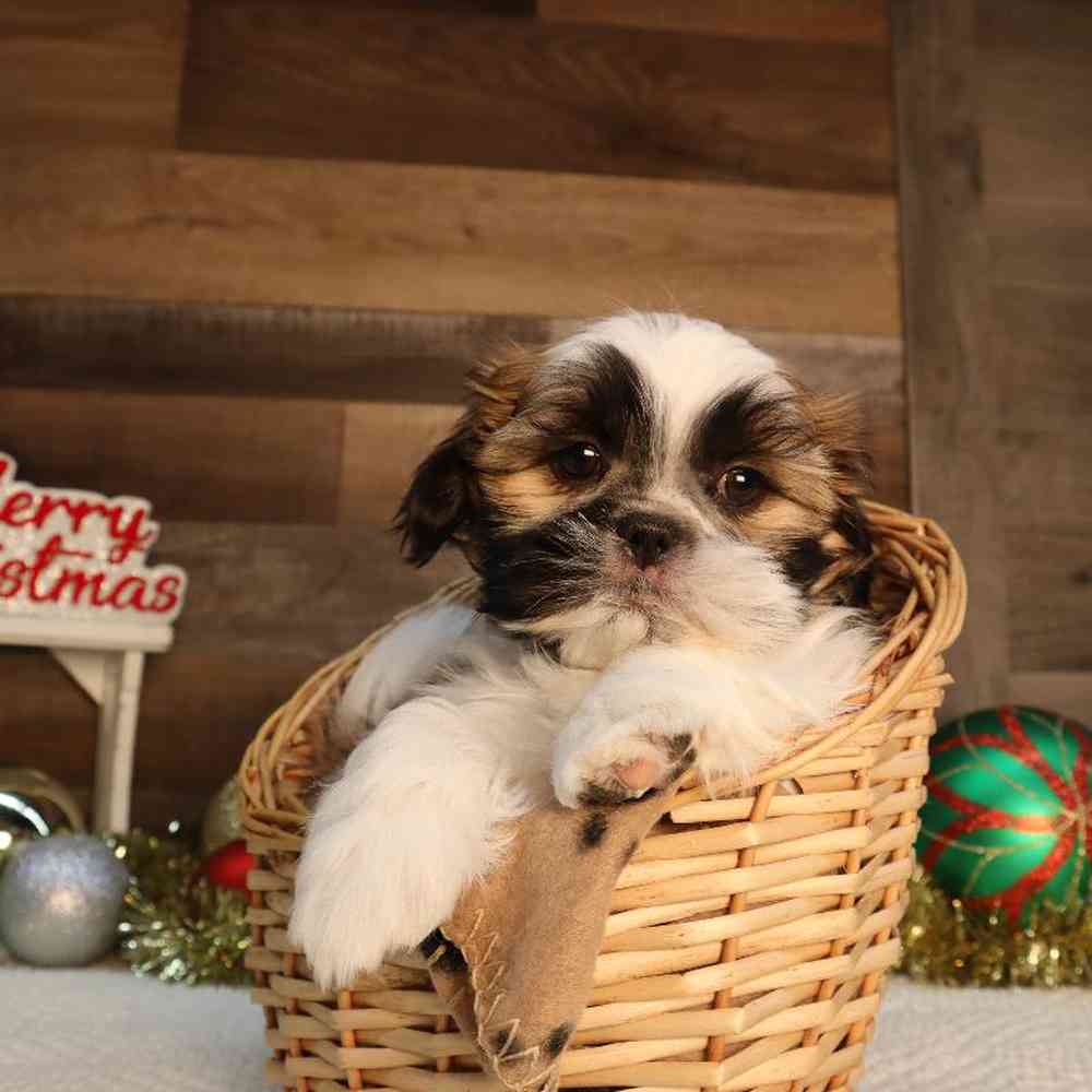 Male Malshi Puppy for Sale in Blaine, MN