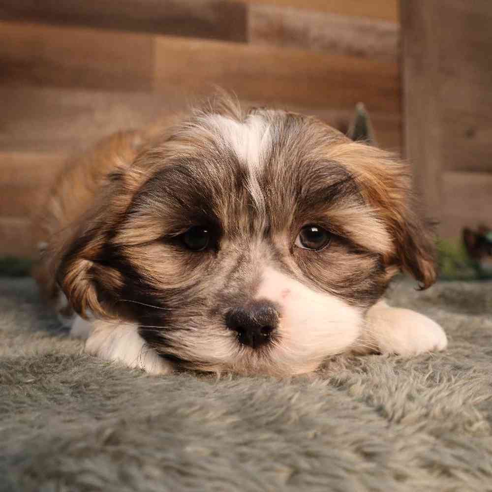 Male Malshi Puppy for Sale in Blaine, MN