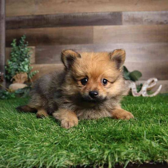 Kiba