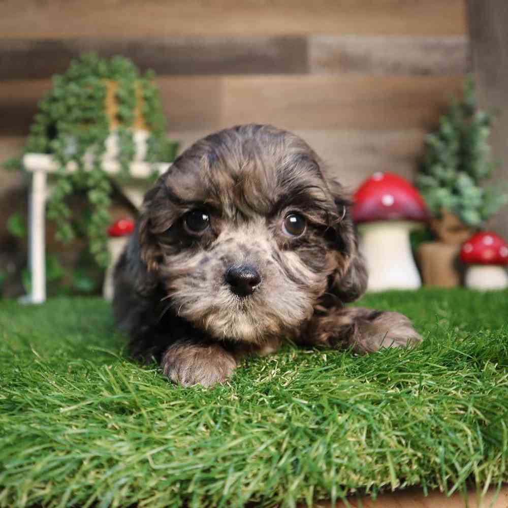 Male Shipoo Puppy for Sale in Blaine, MN