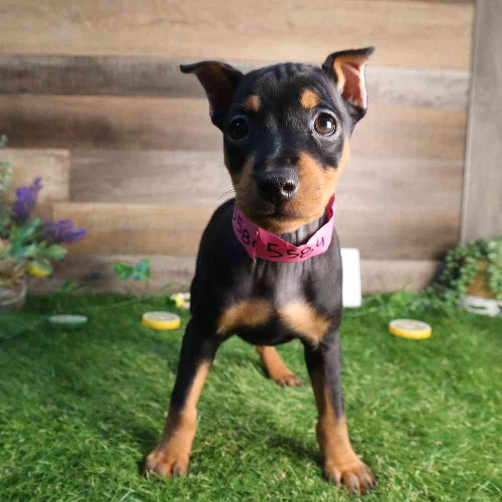Image of a pet breed in the gallery