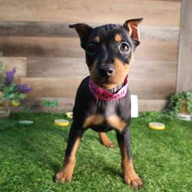 Min Pin