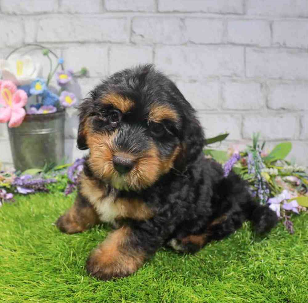 carousel pet images