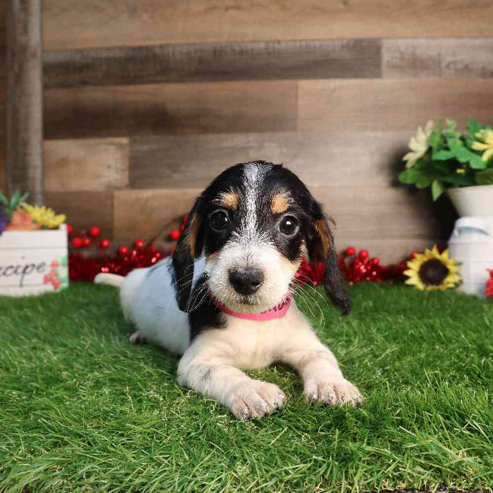 carousel pet images
