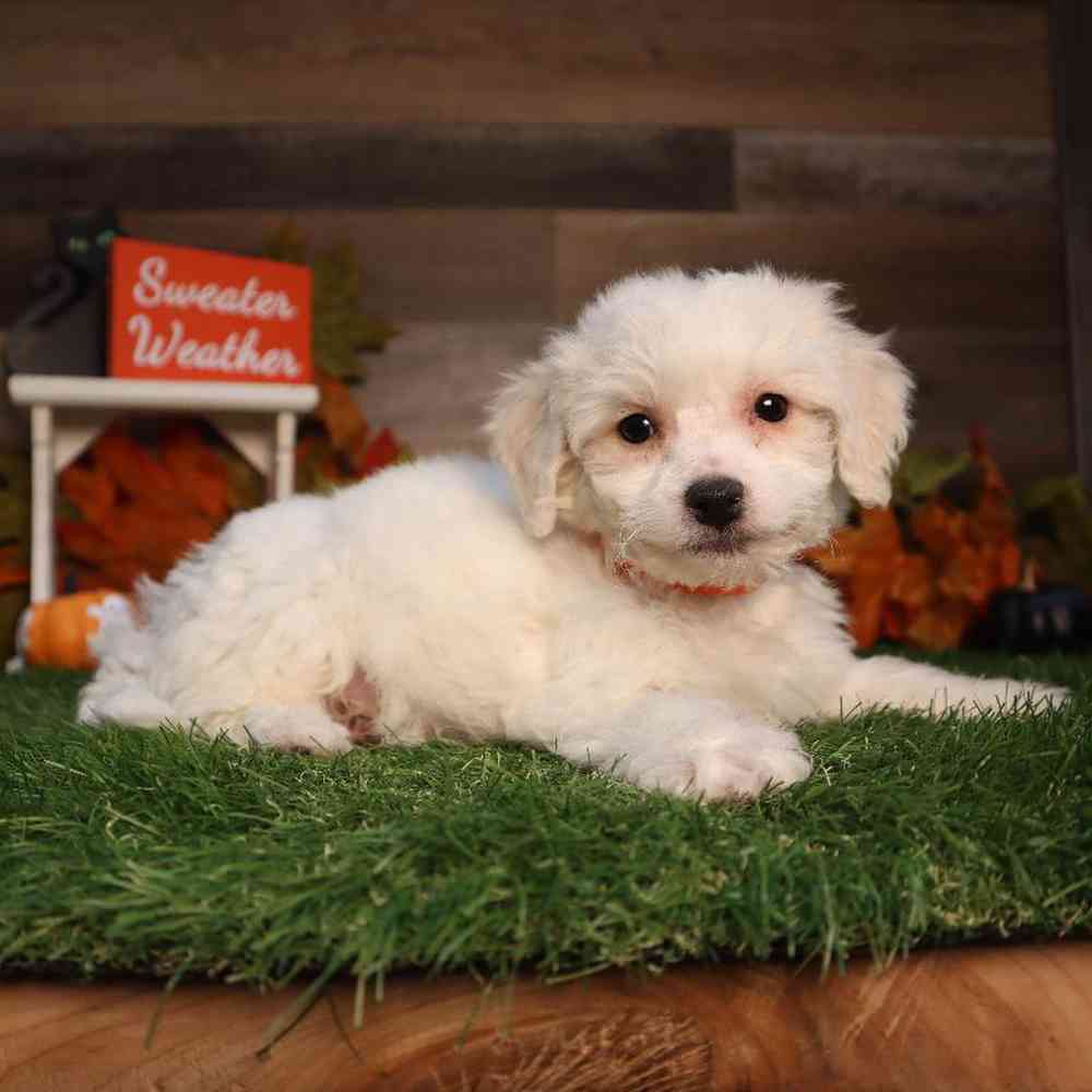 Male Bichon Frise Puppy for Sale in Blaine, MN