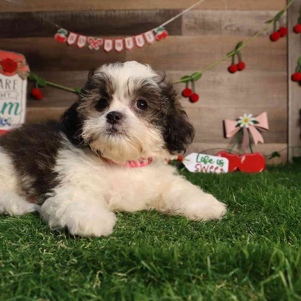 carousel pet images