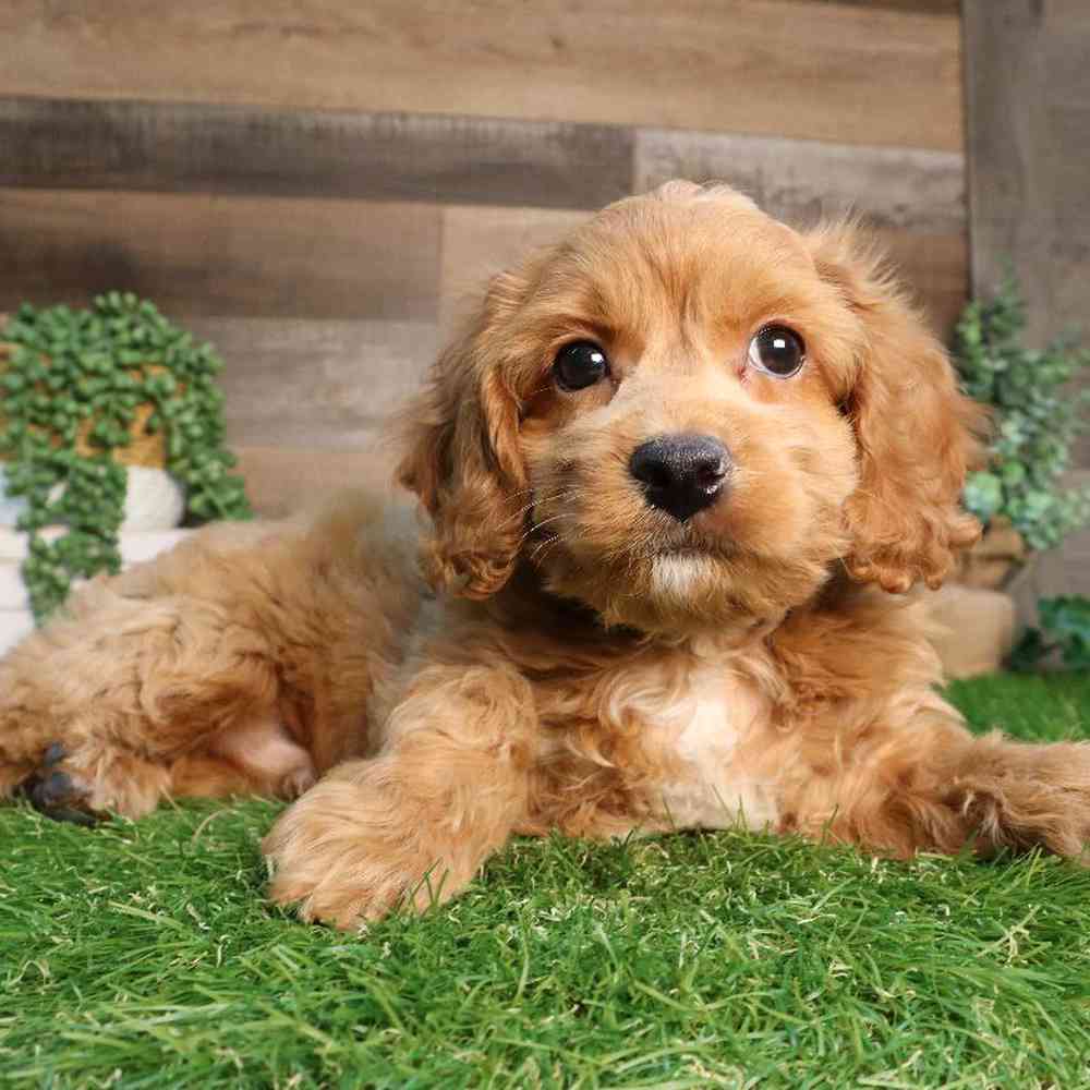 Male Cockapoo Puppy for Sale in Blaine, MN