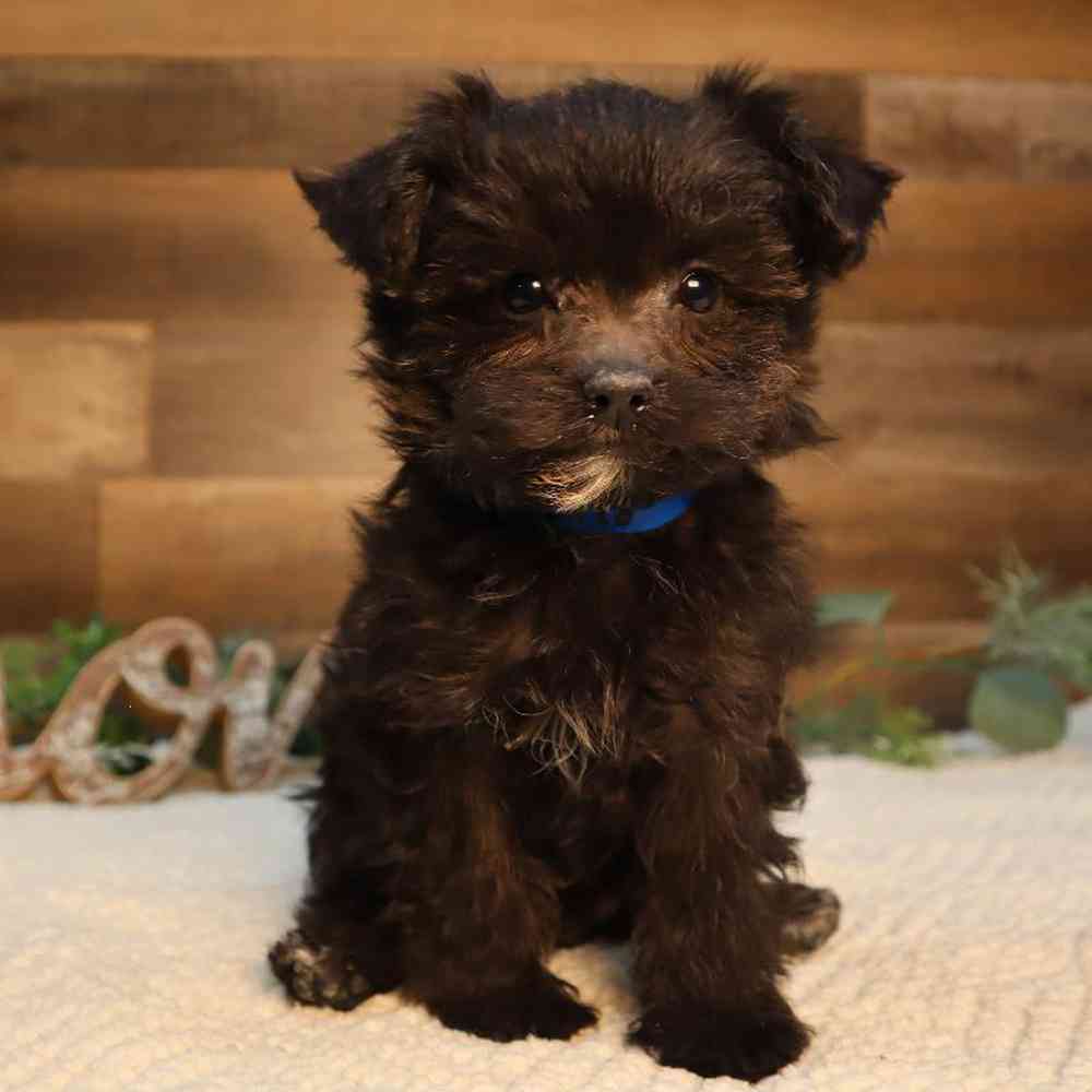 Male Bichon-Poodle-Yorkie Puppy for Sale in Blaine, MN