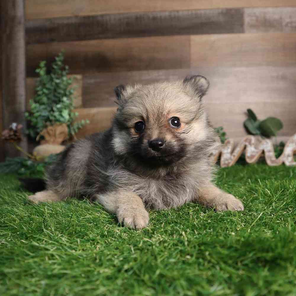 Female Pomeranian Puppy for Sale in Blaine, MN