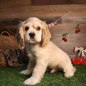 Cocker Spaniel