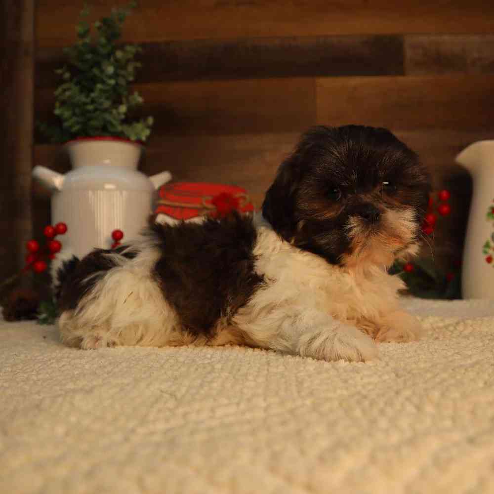 Female Shih Tzu Puppy for Sale in Blaine, MN