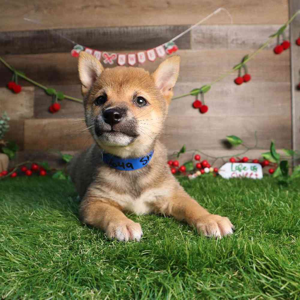 carousel pet images