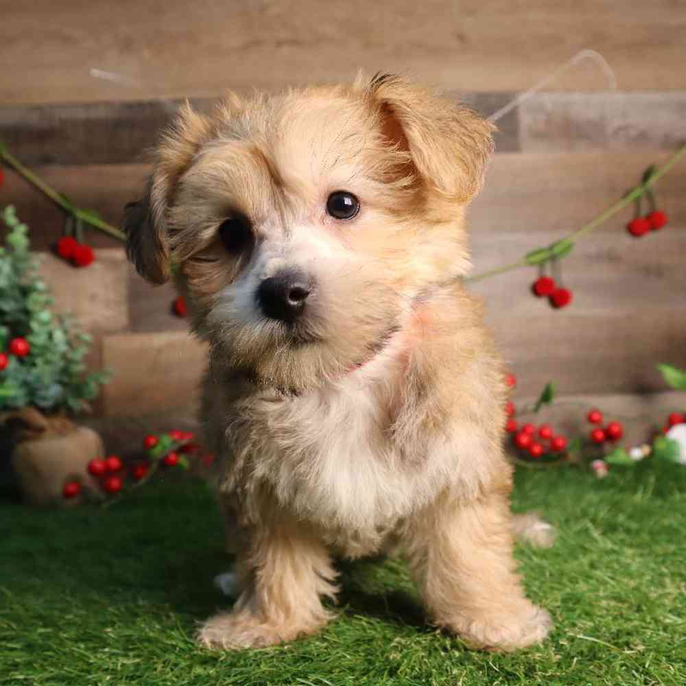 Image of a pet breed in the gallery