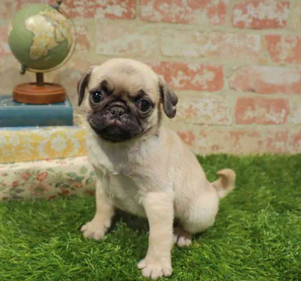 carousel pet images