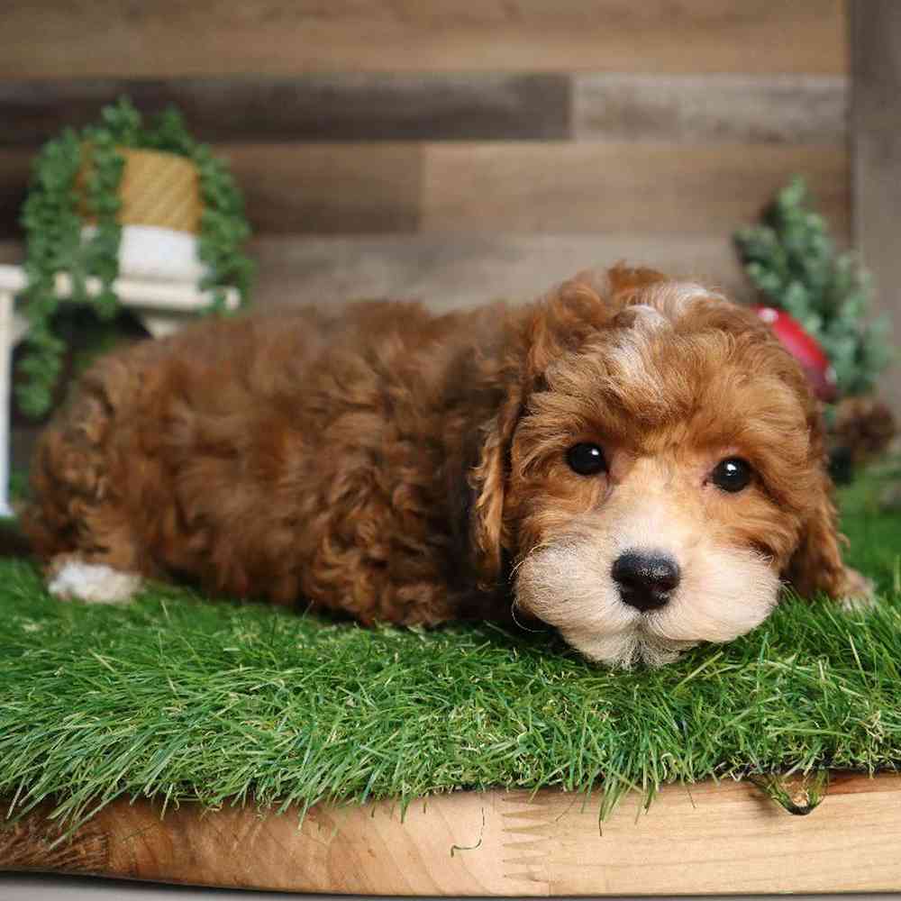 Male Bichon-Poo Puppy for Sale in Blaine, MN