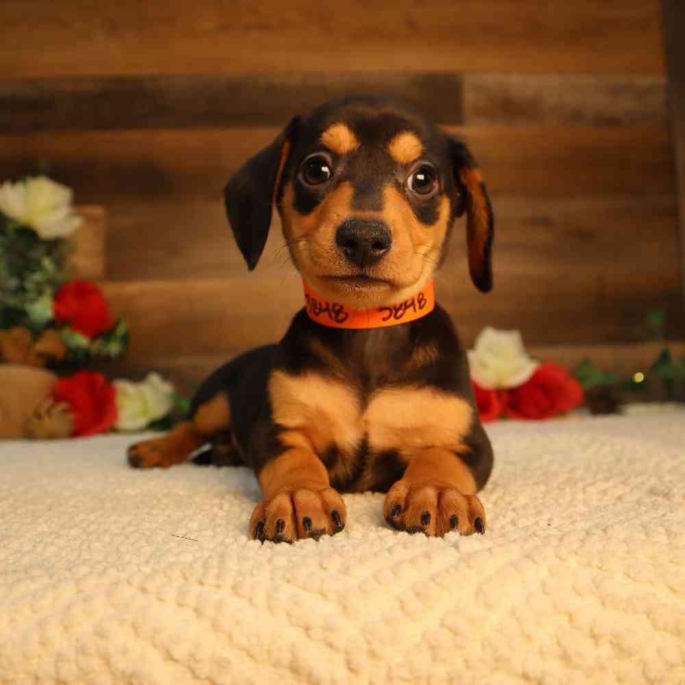 Male Chiweenie Puppy for Sale in Blaine, MN