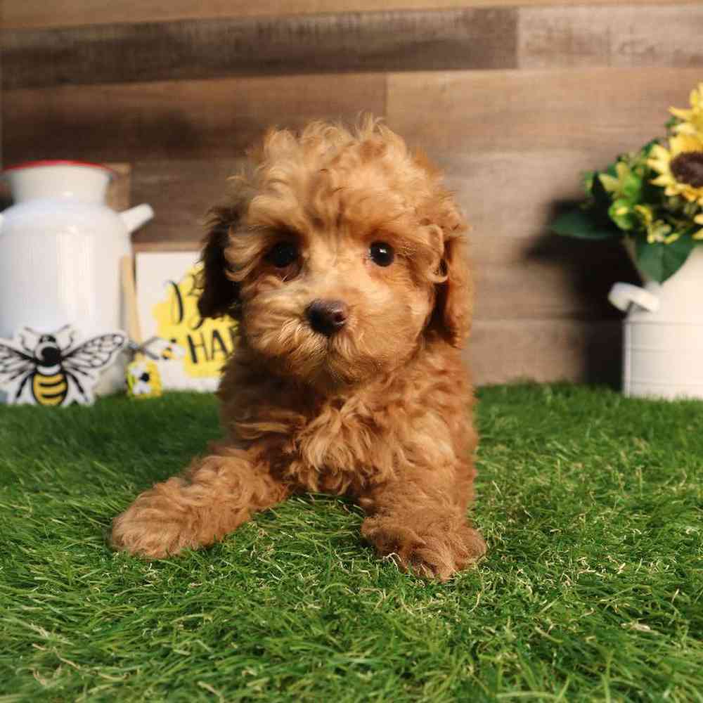 Female Mini Poodle Puppy for Sale in Blaine, MN